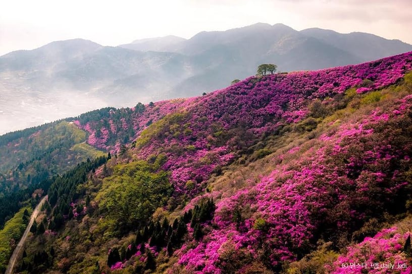 Azaleas on yeongchwisan Mountain